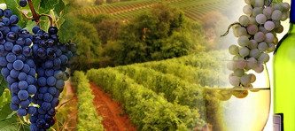 Vacanza in Villa Chianti Toscana casa vacanze tour cantine e degustazione vini